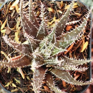 Black Haworthia Aloe Haworthioides Plant 3.5 inch Pot Unique Indoor Succulent