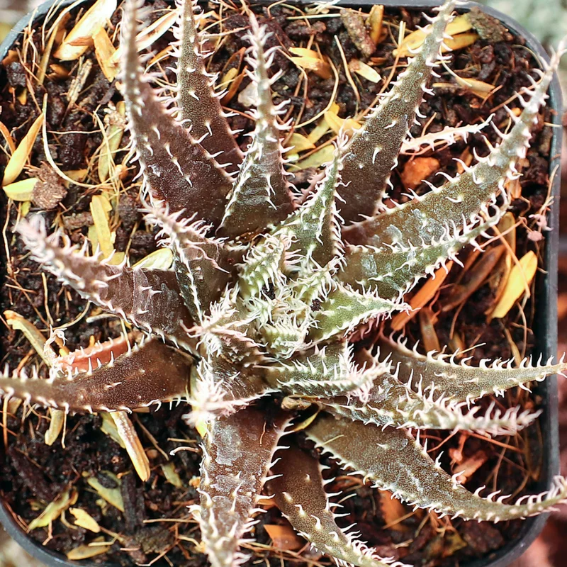 Black Haworthia Aloe Haworthioides Plant 3.5 inch Pot Unique Indoor Succulent