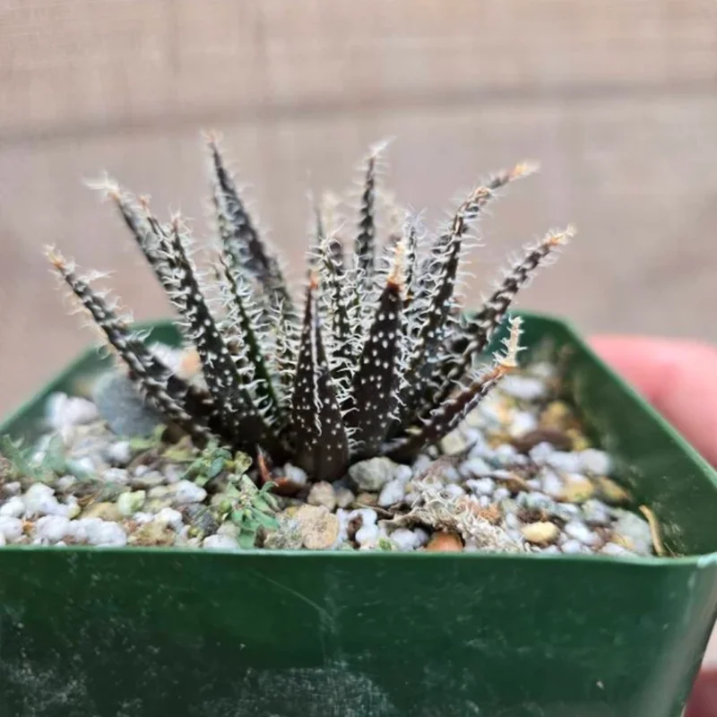 Black Haworthia Aloe Haworthioides Plant 3.5 inch Pot Unique Indoor Succulent