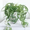 Curly Spider Plant 4in Pot Easy Care Air Purifier