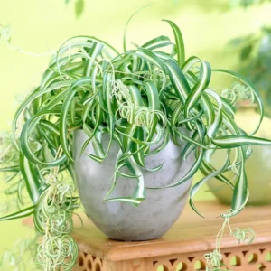 Curly Spider Plant 4in Pot Indoor Air Purifier Easy Care