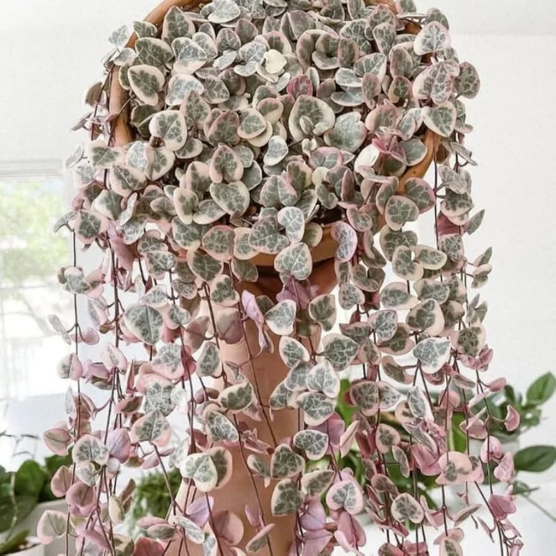 Variegated String of Hearts Cuttings - 4 Unrooted Cuttings