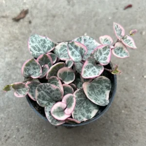 Variegated String of Hearts 5 Cuttings - Rare Variegated Succulent