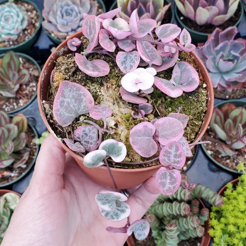 Variegated String of Hearts 5 Cuttings - Rare Variegated Succulent