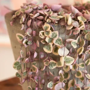 Variegated String of Hearts 6 Cuttings - Easy to Root Succulent