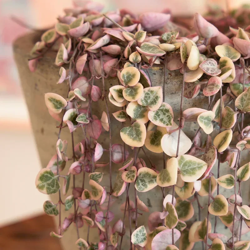 Variegated String of Hearts 6 Cuttings - Easy to Root Succulent