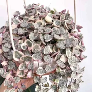 Variegated String of Hearts Cuttings - 8 Unrooted Cuttings