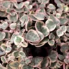 Variegated String of Hearts 10 Cuttings - Rare Succulent Plant
