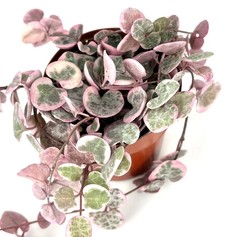Variegated String of Hearts Plant - 2.5in Pot - Trailing Succulent