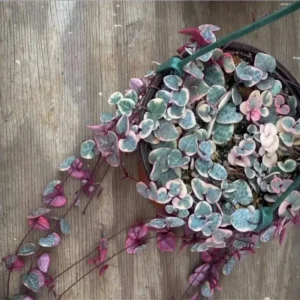 Variegated String of Hearts Plant - 2.5in Pot - Trailing Succulent