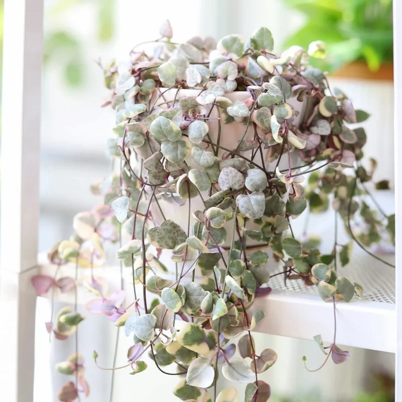 Variegated String of Hearts Plant 4in Pot Trailing Succulent