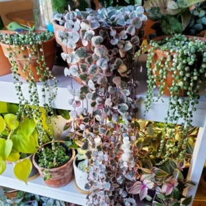 Variegated String of Hearts Plant 4in Pot Trailing Succulent