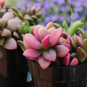 Sunrise Variegated Succulent - 2 Inch Potted Plant