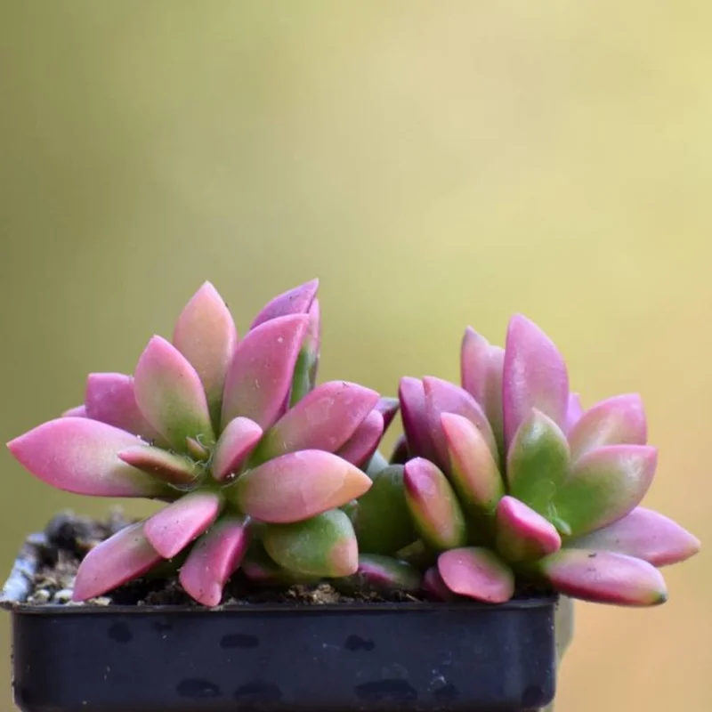 Pink Sunrise Variegated Succulent - 4 Inch Potted Plant