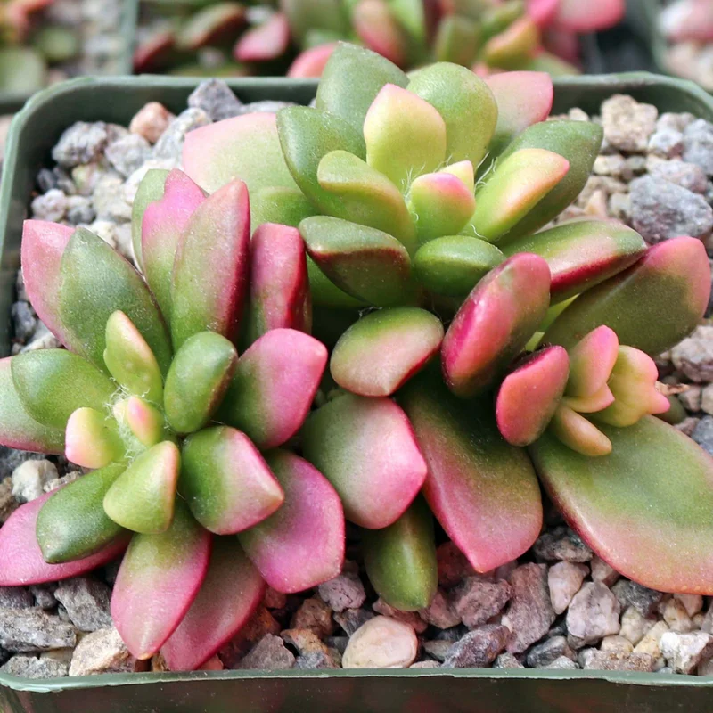 Pink Sunrise Variegated Succulent - 4 Inch Potted Plant