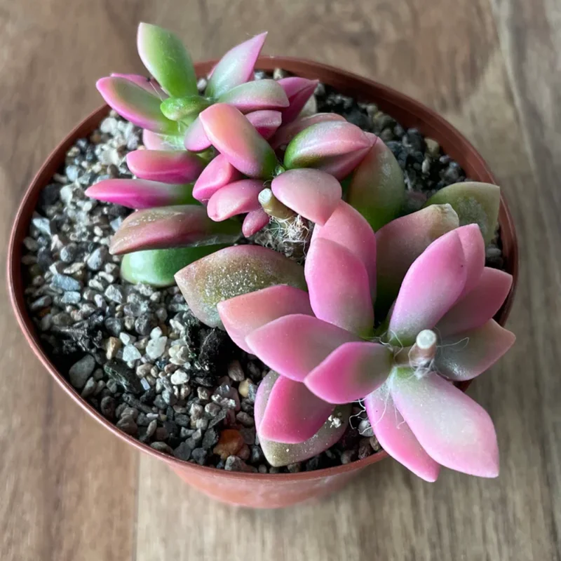 Pink Sunrise Variegated Succulent - 4 Inch Potted Plant