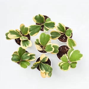 Variegated Heart Leaf Hoya Kerrii - 4 Inch Potted Plant - Unique Foliage