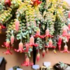 Cotyledon Pendens Succulent 2in Pot Trailing Plant