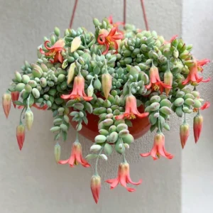 Cotyledon Pendens Succulent 2in Pot Trailing Plant