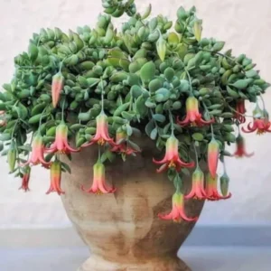 Cotyledon Pendens Succulent 2in Pot Trailing Plant