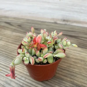 Cotyledon Pendens Succulent 2in Pot Trailing Plant