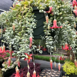 Cotyledon Pendens Succulent 2in Pot Trailing Plant