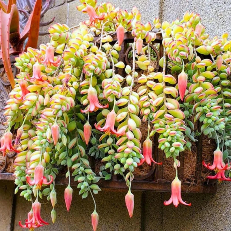 Cotyledon Pendens Plant - 4 inch Pot - Trailing Succulent