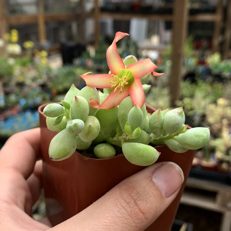 Cotyledon Pendens Plant - 4 inch Pot - Trailing Succulent