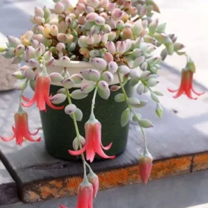 Cotyledon Pendens Succulent 6in Pot Trailing Plant for Hanging Baskets