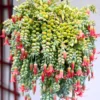 Cotyledon Pendens Succulent 6in Pot Trailing Plant for Hanging Baskets