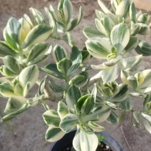 Variegated Jade Plant 4in Pot - Unique Succulent for Your Home