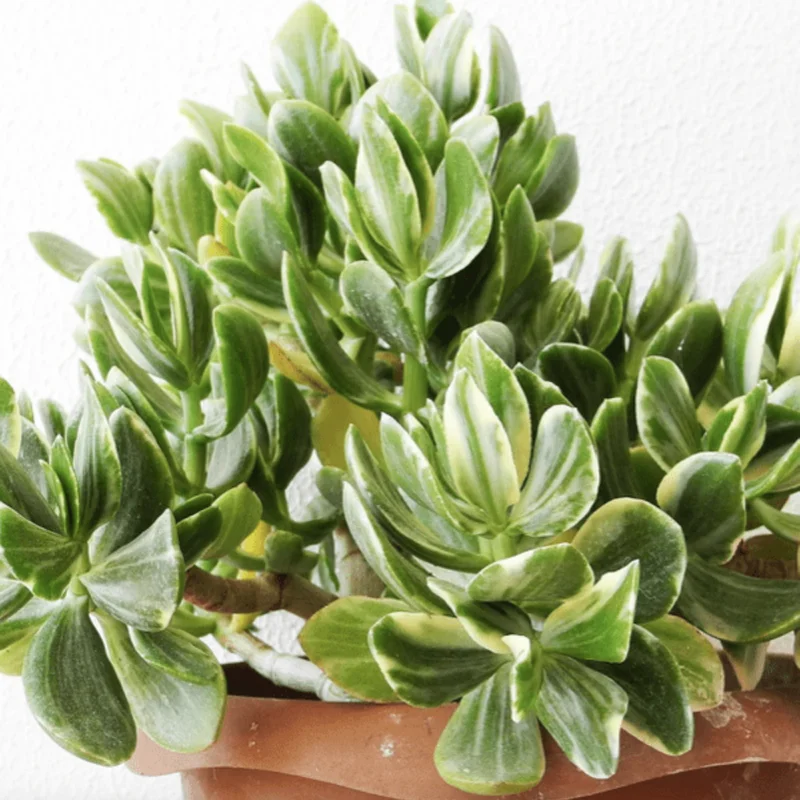 Variegated Jade Plant 4in Pot - Unique Succulent for Your Home