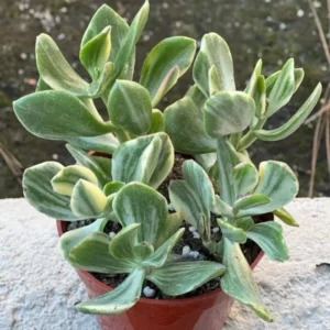 Variegated Jade Plant 4in Pot - Unique Succulent for Your Home
