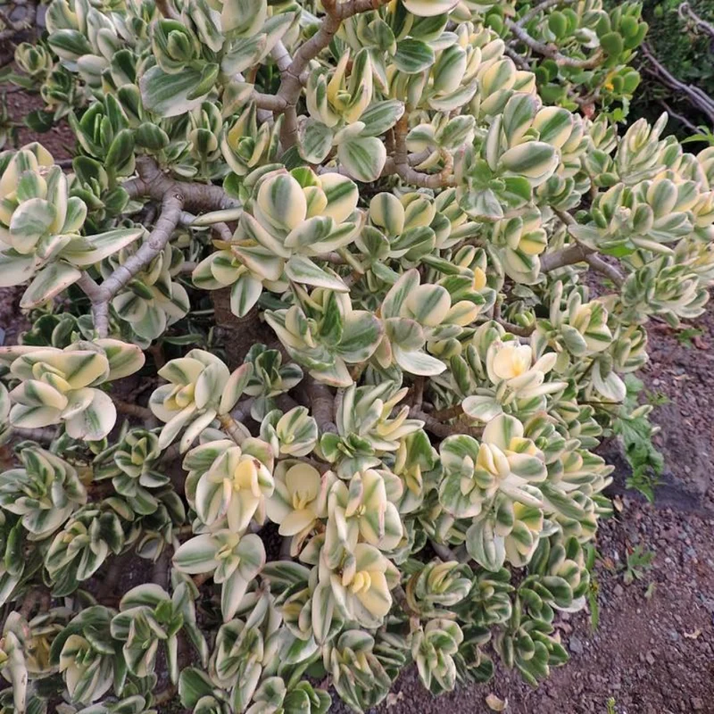 Variegated Jade Plant 4in Pot - Unique Succulent for Your Home