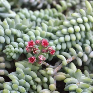 Sedum Burrito Donkey Tail Succulent - 4in Potted Plant - Easy Care