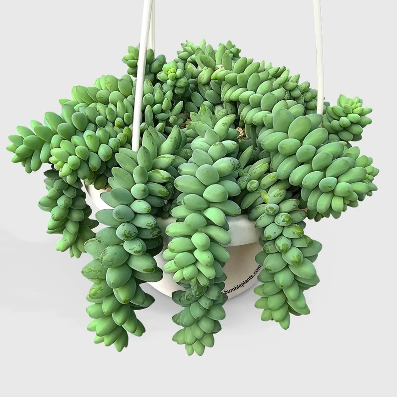 Sedum Burrito Donkey Tail Succulent - 6in Pot - Trailing Succulent