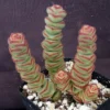 Crassula Rupestris Baby Necklace Succulent - 2 inch Pot - Rare Plant