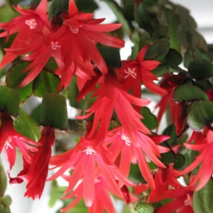 Random Christmas Cactus Easter Cactus
