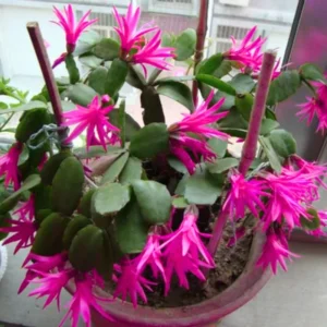 Easter Cactus Plant Live - Holiday Blooming Indoor Succulent 5-8