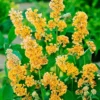 Buddleia Butterfly Bush Live Plant - Vibrant Blooms, Hardy Outdoor Starter Plant