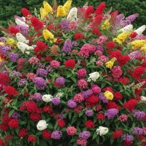 3 Buddleia Butterfly Bush Live Plant Ready to Plant Outdoor, Vibrant Blooms, Starter 5 to 9 Inches Tall, Cold Hardy and Fragrant, Zones 5-9