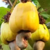 Yellow Cashew Live Plant - 5-8 Inch Starter Plant for Gardening