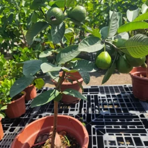 Pink Guava Live Plant - 8-10 Inch Tropical Fruit Tree