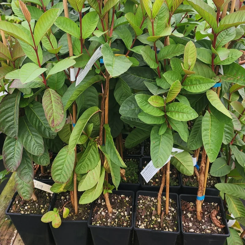 White Guava Live Plant - 8-10 Inch Tropical Fruit Tree Starter