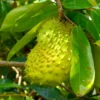 Soursop Tree Live Plant - 10-14 Inch Tall Tropical Fruit Tree for Outdoor Planting