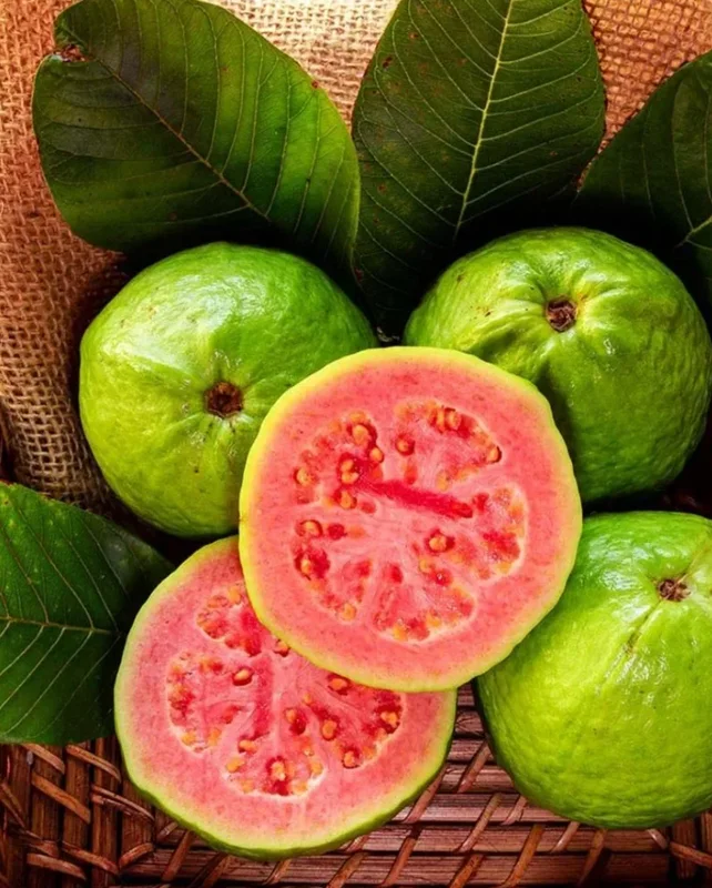 Pink Guava Live Plant - 4-7 Inch Tropical Fruit Tree Starter
