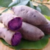 Purple Sweet Potato Slips - 10 Well Rooted Starter Plants for Outdoor Gardening