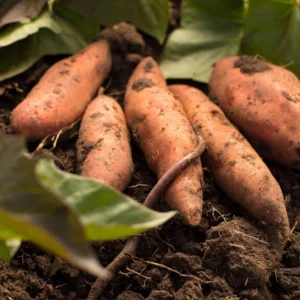 Orange Sweet Potato Plants Pack - 5 Live Plants for Gardening