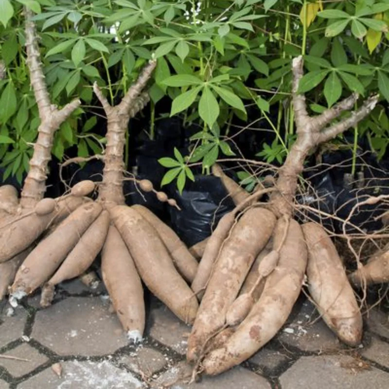 Sweet Cassava Red Yuca Cuttings - 5 Pack Starter Plants 3-5 Inch
