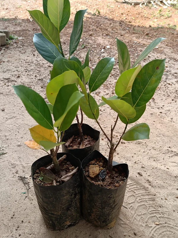 Jackfruit Live Plant - 7-10 Inch Tropical Fruit Tree - Outdoor Ready
